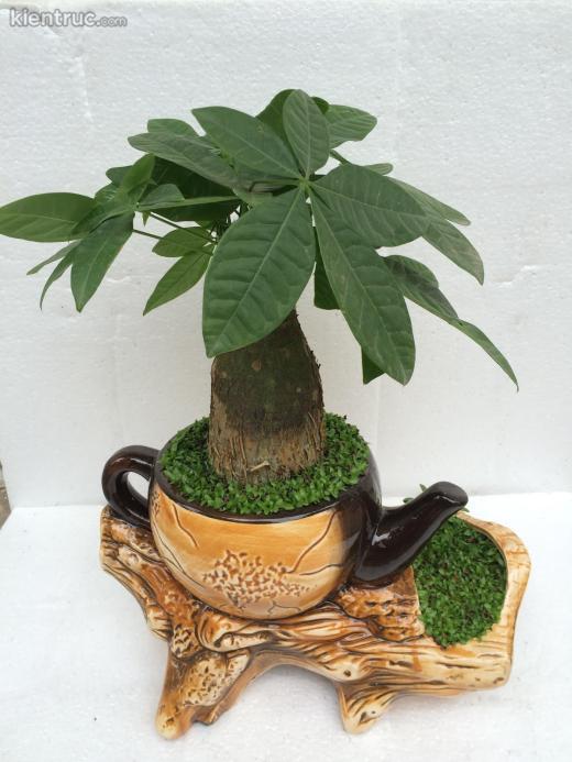 phong thủy cây kim ngân